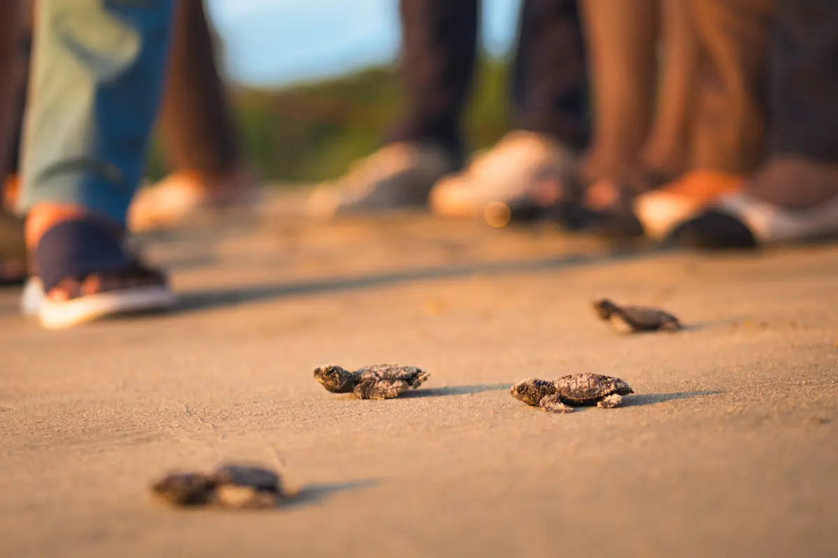 Several baby sea turtles crawl on sandy ground with blurred people in the background, some wearing sandals and shoes—a unique scene highlighting natural wonders you might discover in a Vigan travel guide. The image is taken at ground level.