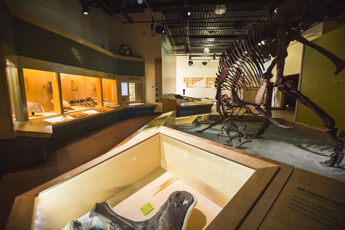 A museum exhibit in Lethbridge displays dinosaur skeletons and fossils in glass cases with informative plaques; the room is dimly lit with spotlights highlighting the displays.
