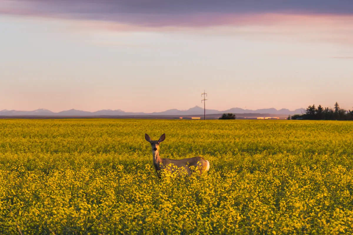 A deer stands in the middle of a large field of yellow flowers under a pastel-colored sky, with distant mountains and power lines visible in the background, evoking the tranquil landscapes often found near Lethbridge.